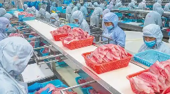 大連海產(chǎn)品加工廠車間使用冠航不銹鋼手動(dòng)液壓搬運(yùn)車搬運(yùn)物料